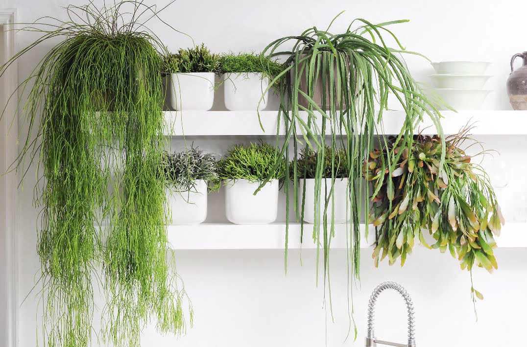 Cuidar planta Rhipsalis